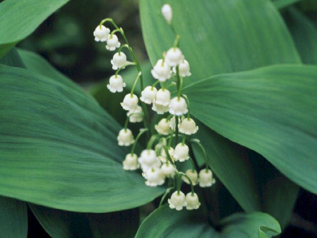 lily of the valley